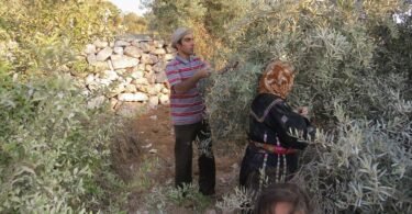 مزارعون فلسطينيون يقطفون الزيتون - صورة أرشيفية من عام 2014