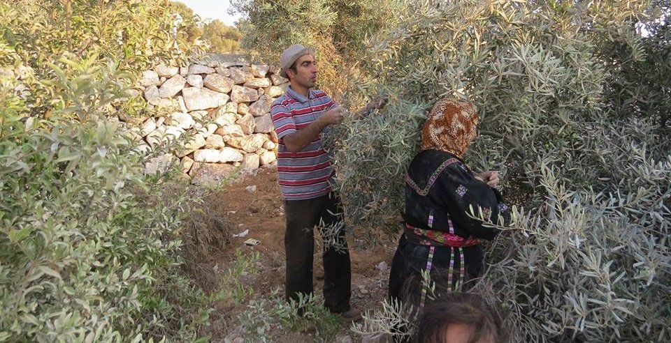 مزارعون فلسطينيون يقطفون الزيتون - صورة أرشيفية من عام 2014