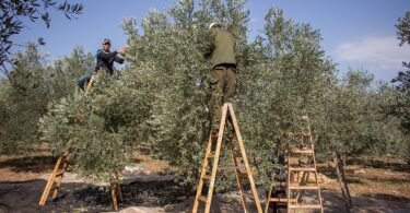 عائلة فلسطينية تقطف الزيتون بالطريقة التقليدية في منطقة جنين، صورة أرشيفية من نوفمبر 2015