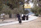 ممر تظلله الأشجار يؤدي إلى قبة الصخرة داخل المسجد الأقصى